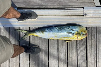 Baie de biscaye, pêche au thon avec guide local, bateau privé et chance d’apercevoir des dauphins—matériel fourni et transport inclus.