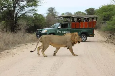 Kruger Safari from Johannesburg: Big Five Game Drives & Walks