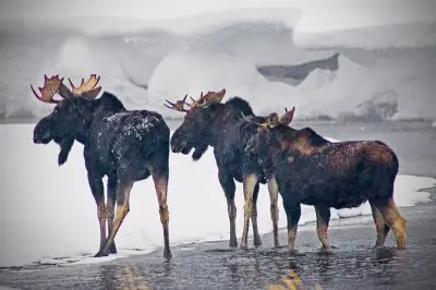 Yellowstone Winter Wildlife Safari: Wolves & Snowshoeing