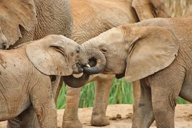 Addo Elephant Park desde Port Elizabeth con más de 600 elefantes