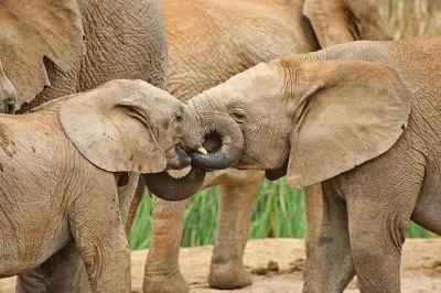 Addo Elephant Park desde Port Elizabeth con más de 600 elefantes