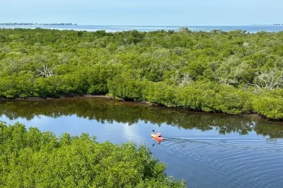 Explora los manglares de robinson preserve en kayak, observa aves y peces nativos, sube a la torre mirador y disfruta las historias locales con guía experto. todo el equipo incluido.
