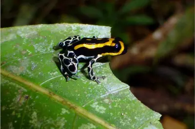 Supervivencia en la Amazonía: 4 días de campamento desde Manaus