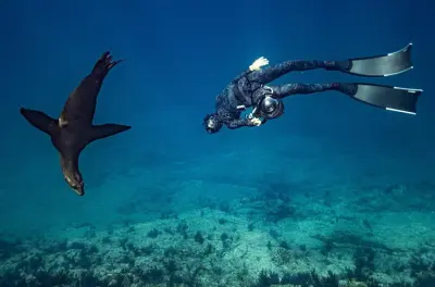 Snorkel en San Jose del Cabo: Nada con vida marina