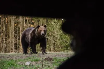 Bärenbeobachtung bei Brasov: 10 Meter von wilden Bären entfernt