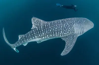Whale shark e cascate di Kawasan: Tour da Cebu