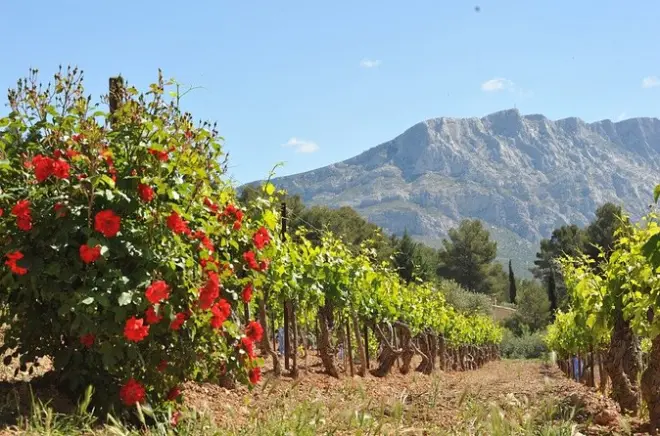 Tour na vinícola Palette AOC com degustação perto de Aix-en-Provence