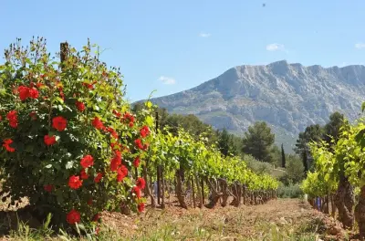 Tour na vinícola Palette AOC com degustação perto de Aix-en-Provence