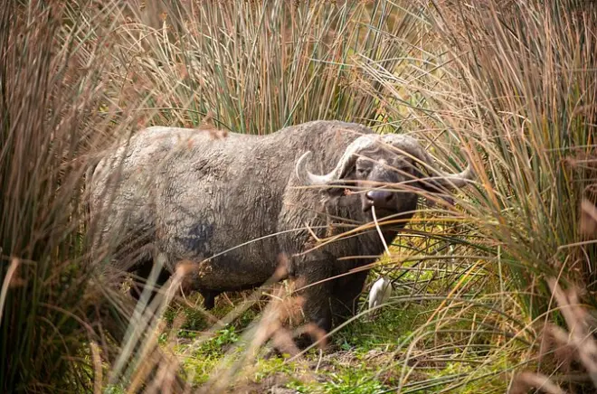 Safari 2 jours à Tarangire et Ngorongoro : Les Big Five dans un cratère