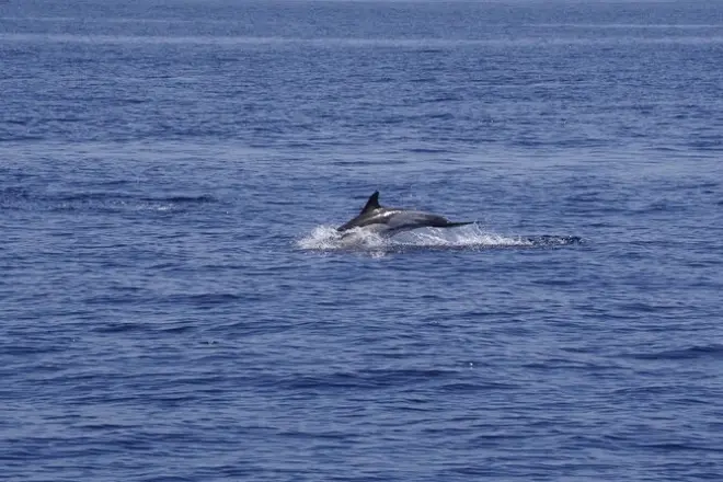 Observation des baleines et dauphins à Denia en voilier électrique