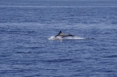 Observation des baleines et dauphins à Denia en voilier électrique