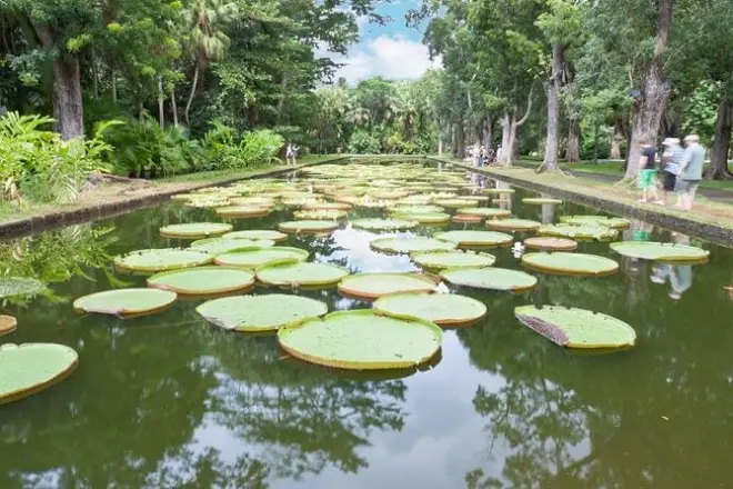 Port Louis & Pamplemousses Tour: Garden, Museum, Rum Tasting
