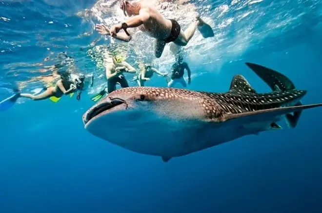 Snorkeling with Whale Sharks in Cebu: Oslob encounter