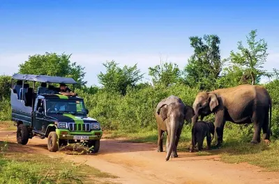 Half-day Udawalawe safari from Kalutara with elephants and lunch