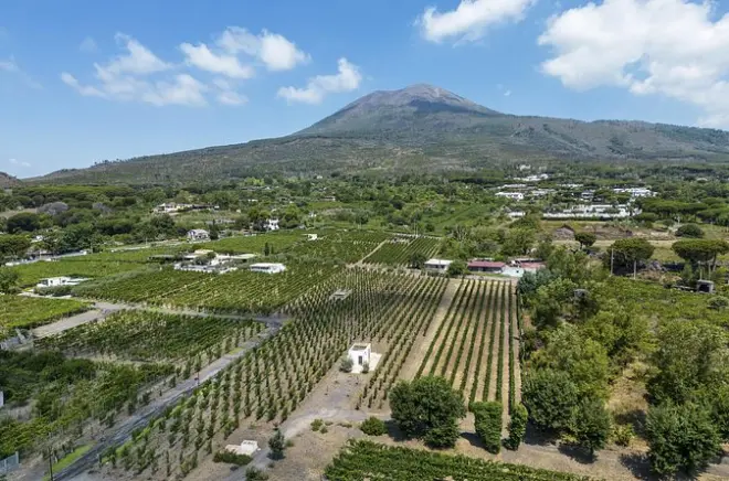 Mount Vesuvius Wine Tasting & Lunch: Lacryma Christi DOP
