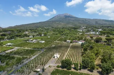 Dégustation de vins et déjeuner au mont Vésuve : Lacryma Christi DOP