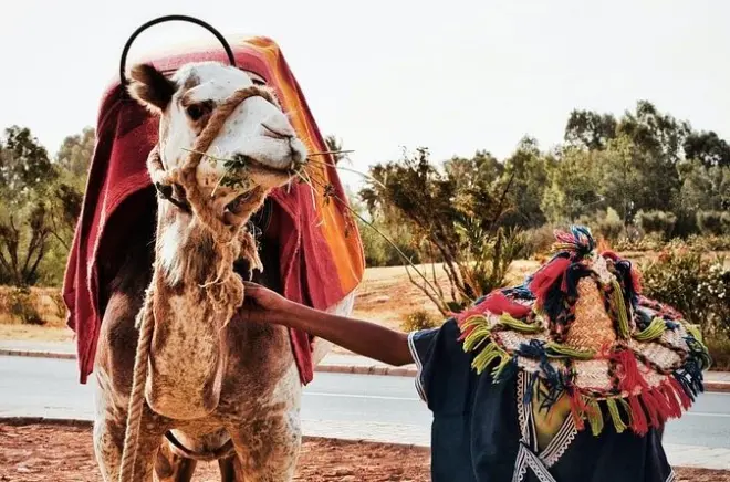 Tangier Full-Day Private Tour: Camel Ride & Cape Spartel