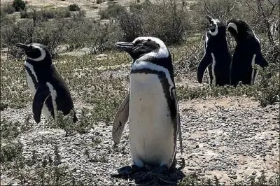 Colônia de Pinguins de Punta Tombo: Meio Milhão de Aves