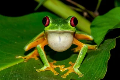 Step into costa rica’s rainmaker park at night, spot rare frogs and jungle creatures, walk with a naturalist guide, and enjoy a local dinner after your adventure.