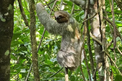 Disfruta la tranquilidad de la selva de costa rica viendo perezosos, tucanes y compartiendo café con guías locales. incluye guía privado y pastelito tradicional.