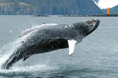 Observação de baleias e pesca no mar em Eyjafjörður: Lance sua linha