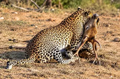 Yala National Park Safari: Leopard and Elephant Tour