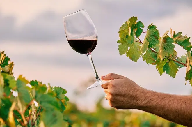 Tour vini Maipu con 3 cantine, degustazione olio e pranzo
