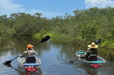 Kajakfahren in New Smyrna Beach: Klare Kajaks mit Delfinen