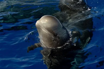 Erlebe eine kona walbeobachtungstour mit erfahrenem team, auf der suche nach seltenen pelagischen walen und delfinen. inklusive getränke, kleine gruppen, ganzjährig verfügbar.