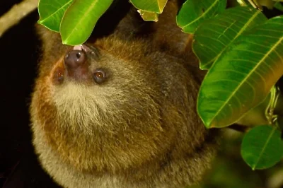 Explora el bosque nuboso de monteverde de noche con gafas de visión nocturna, un grupo pequeño y un experto local en vida silvestre. incluye snack dulce y todo el equipo.