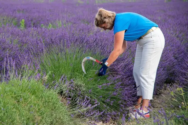 Lavendel-Ernte und Destillations-Workshop bei Arles