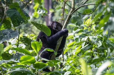 Trekking gorilla da Kigali: Gorilla di montagna nel Bwindi