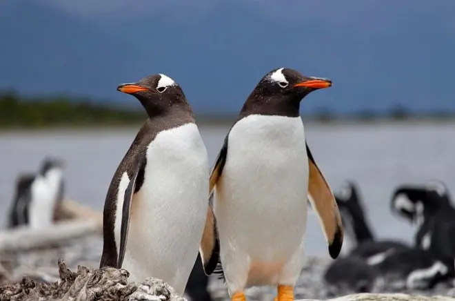 Ushuaia: Avistamiento de pingüinos en Isla Martillo y ruta centolla