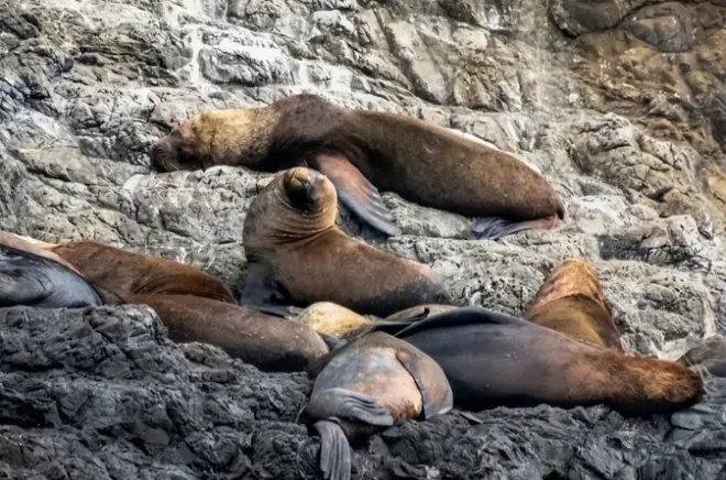 Snorkeling Isla Salango from Guayaquil: Seabirds and marine life