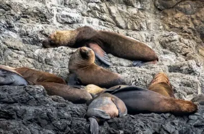 Snorkeling Isla Salango from Guayaquil: Seabirds and marine life