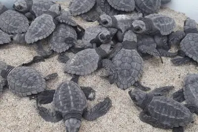 Lâcher de bébés tortues à Puerto Escondido : Au coucher du soleil