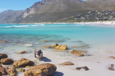 Kapstadt erleben: private halbinsel-tour mit pinguinen am boulders beach, chapman’s peak drive und spannende geschichten vom lokalen guide.