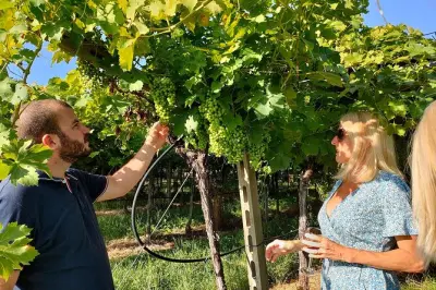 Visite vignoble Cavaion Veronese : Dégustation de vins locaux