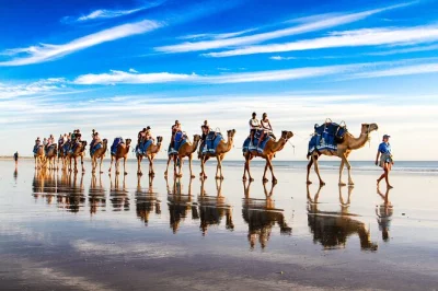 Erlebe den sanften kamelritt am cable beach in broome, sichere dir kostenlose fotos und ein paar süßwasserperlen-ohrringe. inklusive lokalem guide und 30-minütigem spaziergang.