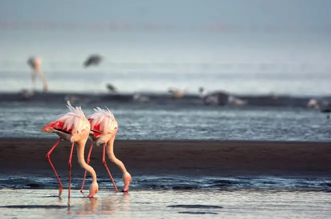 Walvis Bay Tour: Düne 7, Robben & Flamingos, 4 Stunden
