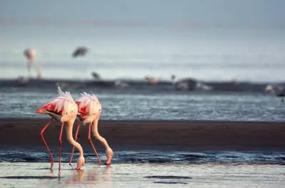 Walvis Bay tour: Dune 7, seals & flamingos, 4 hours