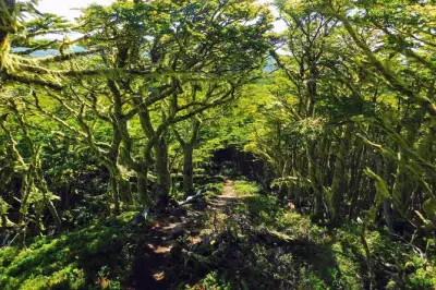 Magallanes Reserve Hiking: Mount Fenton Trek from Punta Arenas