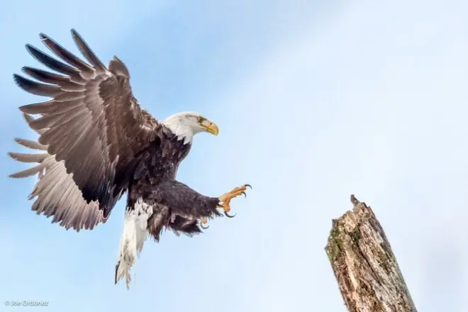 Rafting nella riserva Chilkat Bald Eagle da Skagway
