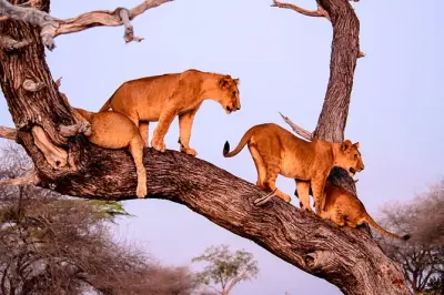 Serengeti 5 jours : Grande migration et traversée de la rivière Mara