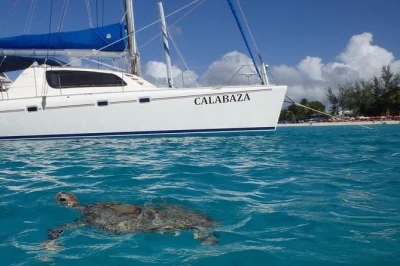 Step onto a bridgetown catamaran for reef snorkeling, sea turtle swims, and a local buffet lunch—includes hotel pickup, premium bar, and small group comfort.