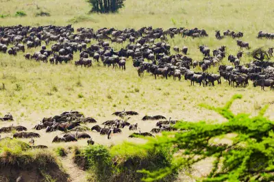 Tanzanie Safari : Serengeti, Ngorongoro & Lac Manyara en 7 jours
