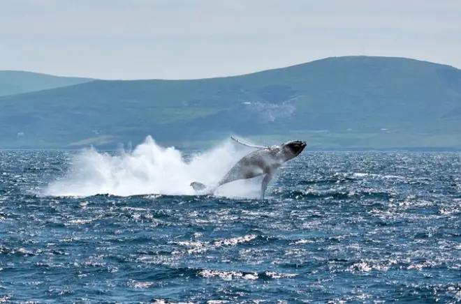 Dingle Wildlife Tour: Dolphins, Whales & Coastal Cliffs