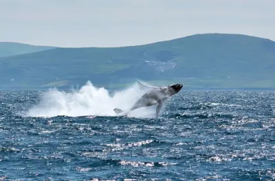 Dingle Wildlife Tour: Dolphins, Whales & Coastal Cliffs