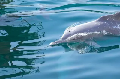 Schnorcheln in Khasab: 6-stündige Dhow-Tour mit Delfinen