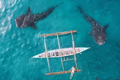 Swim with whale sharks in oslob, relax at tumalog falls, visit sumilon sandbar and snorkel with sardines near pescador island—private day tour with hotel pickup.